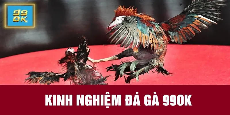 Kinh nghiệm lâu năm giúp chơi đá gà 99ok cực hiệu quả