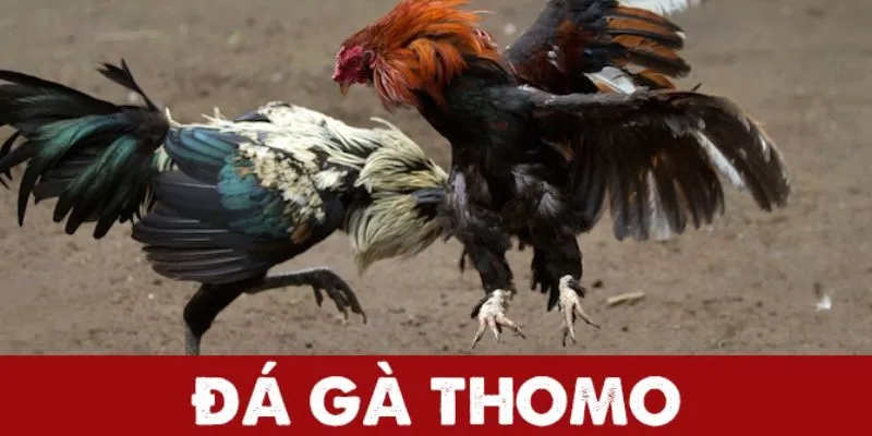 Trò chơi đá gà thomo