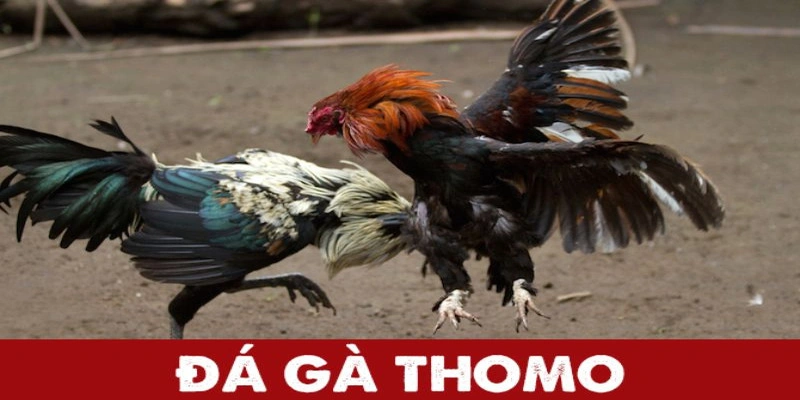 Đá gà Thomo trực tiếp