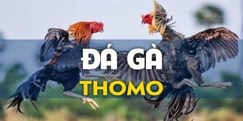 Đá gà Thomo trực tiếp