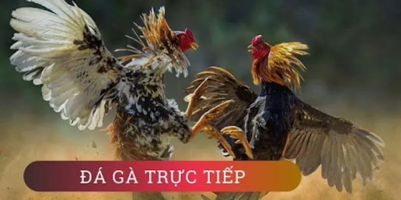 Đá gà trực tiếp hôm nay